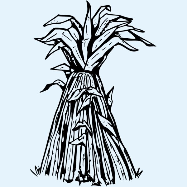 GRAIN014 Thumbnail