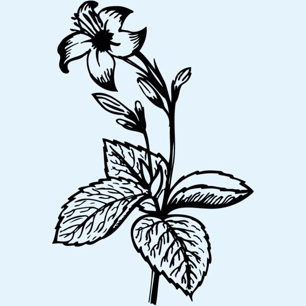FLOWER06 Thumbnail