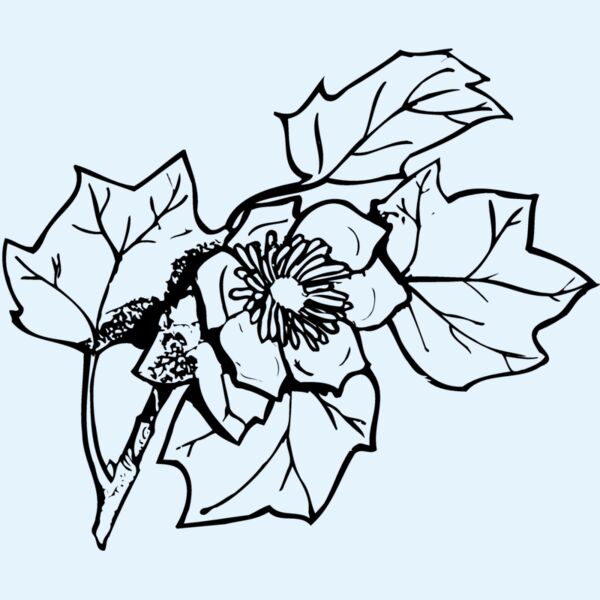 FLOWER09 Thumbnail